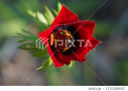 Detail of bee or honeybee on Red Anemone coronaria, the poppy anemone,  native to the Mediterranean region 113188482