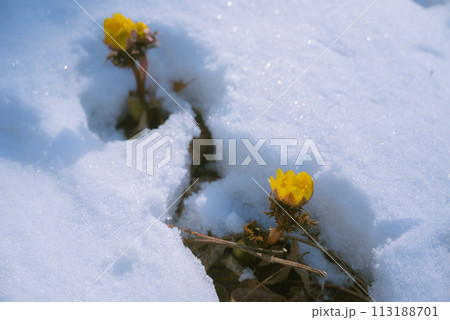淡雪と福寿草【赤怒田福寿草群生地】 113188701