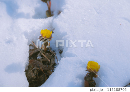 淡雪と福寿草【赤怒田福寿草群生地】 113188703