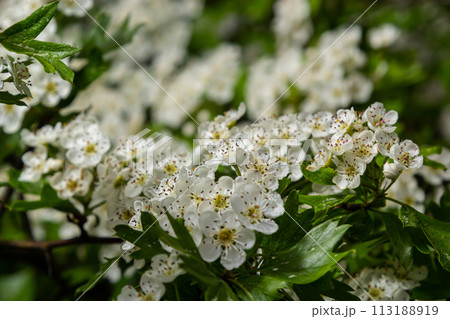 Common hawthorn or oneseed hawthorn Crataegus Monogyna springtime fresh green foliage 113188919