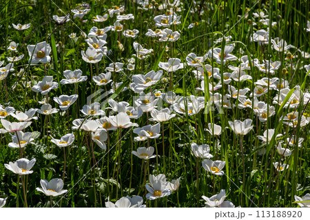 White spring flowers in green grass lawn. White anemone flowers. Anemone sylvestris, snowdrop anemone, windflower White spring flowers in green grass lawn. White anemone flowers. Anemone sylvestris, snowdrop anemone, windflower 113188920