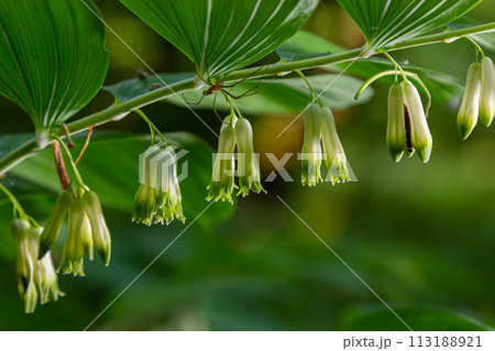Polygonatum multiflorum, the Solomon's seal, David's harp, ladder-to-heaven or Eurasian Solomon's seal, is a species of flowering plant in the family Asparagaceae Polygonatum multiflorum, the Solomon's seal, David's harp, ladder-to-heaven or Eurasian Solomon's seal, is a species of flowering plant in the family Asparagaceae 113188921