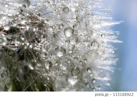 Water droplets on a Dandelion flower macro close-up morning sunshine with bokeh lights. Dandelion seed with reflection Water droplets on a Dandelion flower macro close-up morning sunshine with bokeh lights. Dandelion seed with reflection 113188922