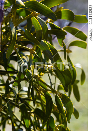 Mistletoe aka viscum is parasite plant growing on trees. Closeup view of mistletoe on bare tree on blue sky background Mistletoe aka viscum is parasite plant growing on trees. Closeup view of mistletoe on bare tree on blue sky background 113188928