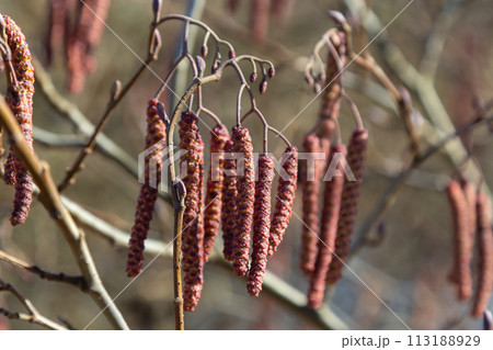 Small branch of black alder Alnus glutinosa with male catkins and female red flowers. Blooming alder in spring beautiful natural background with clear earrings and blurred background Small branch of black alder Alnus glutinosa with male catkins and female red flowers. Blooming alder in spring beautiful natural background with clear earrings and blurred background 113188929