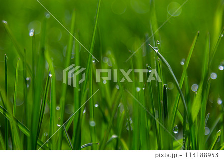 Water drops on the green grass. Morning dew, watering plants. Drops of moisture on leaves after rain. Beautiful green background on an ecological theme Water drops on the green grass. Morning dew, watering plants. Drops of moisture on leaves after rain. Beautiful green background on an ecological theme 113188953