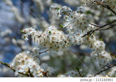 Selective focus of beautiful branches of plum blossoms on the tree under blue sky, Beautiful Sakura flowers during spring season in the park, Floral pattern texture, Nature background 113188961