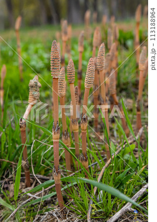Equisetum arvense, the field horsetail or common horsetail, is an herbaceous perennial plant of the family Equisetaceae. Horsetail plant Equisetum arvense Equisetum arvense, the field horsetail or common horsetail, is an herbaceous perennial plant of the family Equisetaceae. Horsetail plant Equisetum arvense 113188964