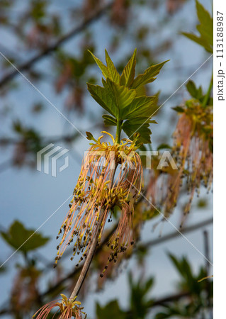 The ash-leaved maple Acer negundo flowers in early spring, sunny day and natural environment, blurred background 113188987