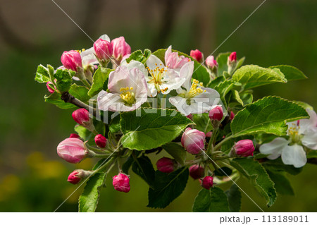 Flower buds, flowers and green young leaves on a branch of a blooming apple tree. Close-up of pink buds and blossoms of an apple tree on a blurred background in spring. Selective focus 113189011