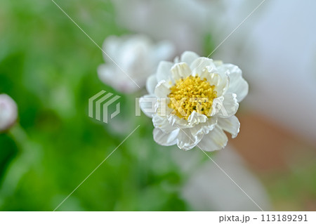 花かんざし 花かんざし 113189291