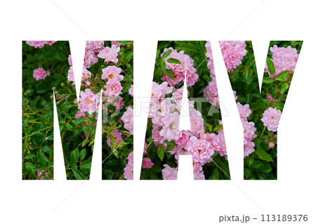 word MAY from green leaves and pink flowers roses over white background word MAY from green leaves and pink flowers roses over white background 113189376