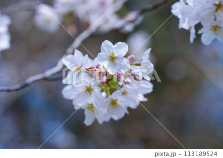 満開の桜 113189524