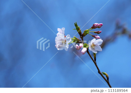 満開の桜 満開の桜 113189564