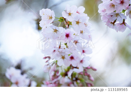 満開の桜 113189565