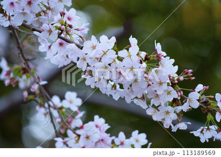 満開の桜 満開の桜 113189569
