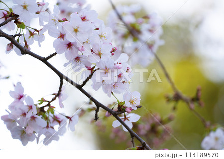 満開の桜 満開の桜 113189570
