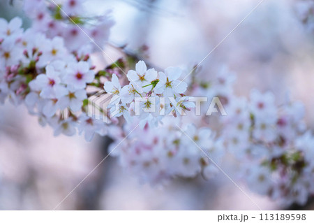 満開の桜 113189598