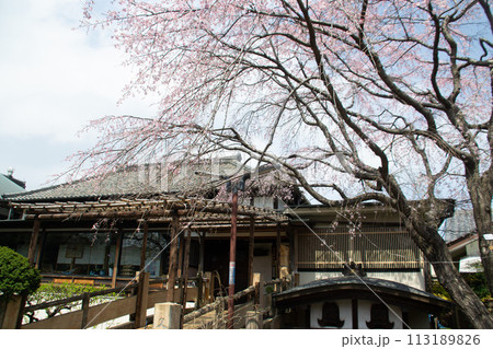 妙法寺の桜 113189826
