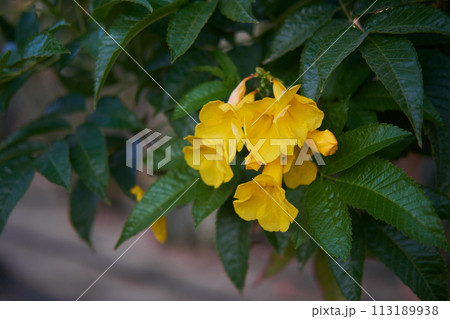 Bright yellow Tecoma stans flowers among verdant leaves in a sunlit garden. 113189938