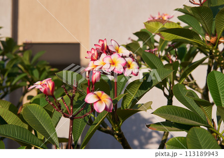 Vibrant Plumeria Rubra Blooms Basking in Sunlight Vibrant Plumeria Rubra Blooms Basking in Sunlight 113189943