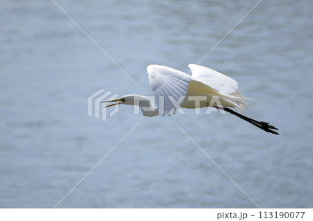 飛翔 飛翔 113190077