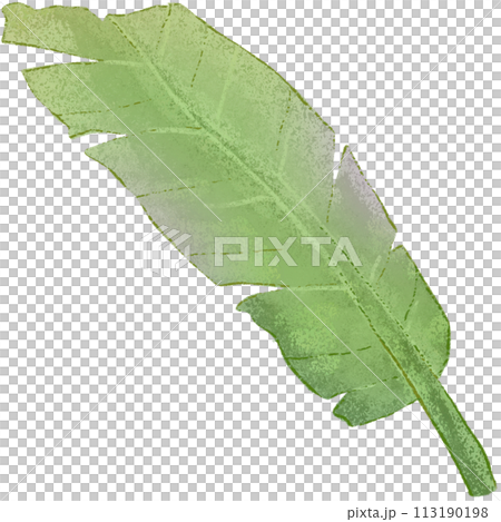 green leaf isolated clipart 113190198