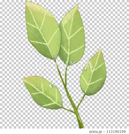 green leaf isolated clipart green leaf isolated clipart 113190199