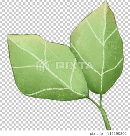 green leaf isolated clipart 113190202