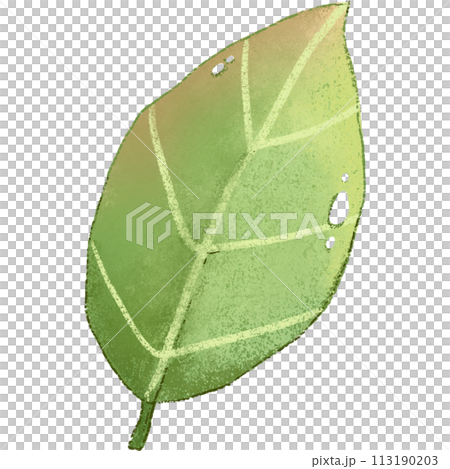 green leaf isolated clipart 113190203