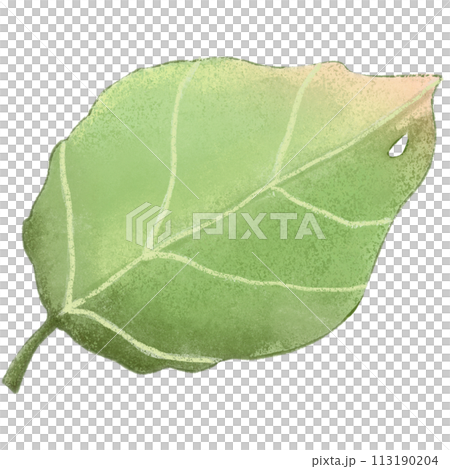 green leaf isolated clipart 113190204