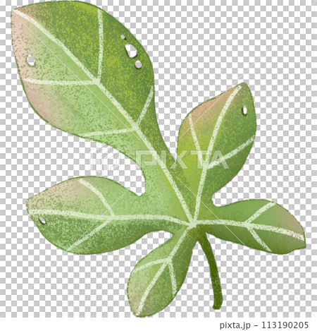 green leaf isolated clipart green leaf isolated clipart 113190205