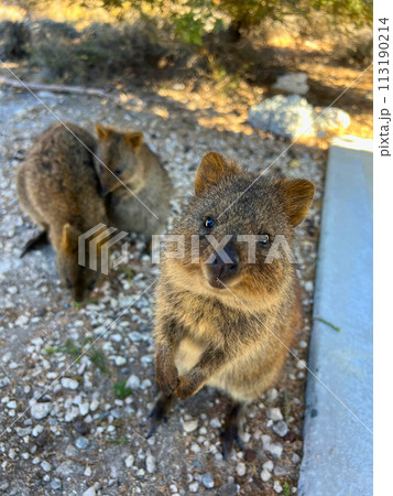 カメラ目線のクオッカ 113190214