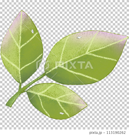 green leaf isolated clipart green leaf isolated clipart 113190262
