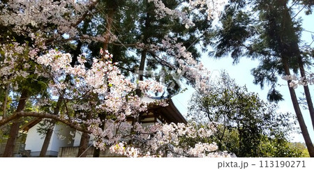 大阪八尾の河内国二宮の恩智神社の桜 113190271