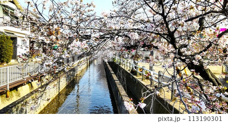 大阪八尾の疎水百選の長瀬川の桜 113190301