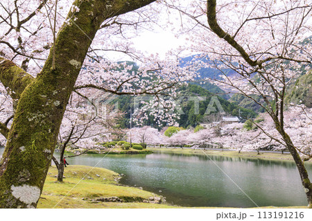 桜満開の下北山スポーツ公園 113191216