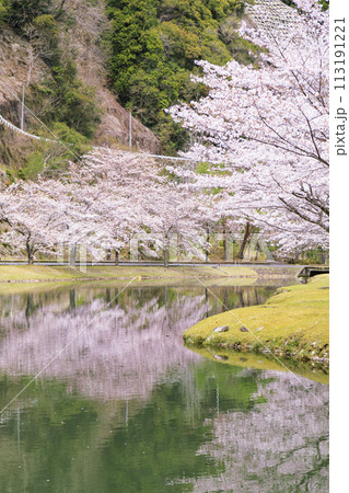 桜満開の下北山スポーツ公園 桜満開の下北山スポーツ公園 113191221