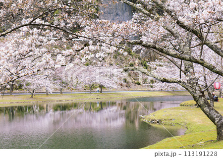 桜満開の下北山スポーツ公園 113191228