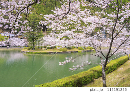 桜満開の下北山スポーツ公園 113191236