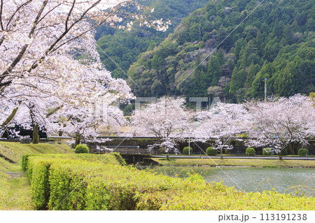 桜満開の下北山スポーツ公園 113191238
