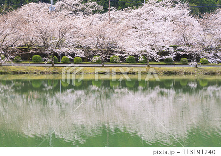 桜満開の下北山スポーツ公園 桜満開の下北山スポーツ公園 113191240