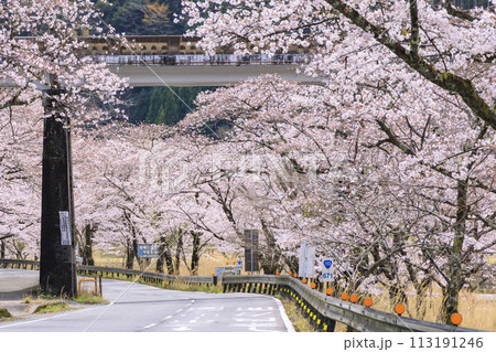 桜満開の下北山スポーツ公園 113191246
