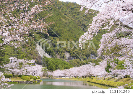 桜満開の下北山スポーツ公園 113191249