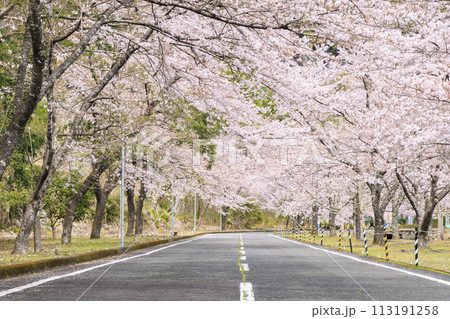 桜満開の下北山スポーツ公園 113191258