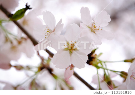 桜 桜 113191910