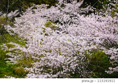 桜 113191911