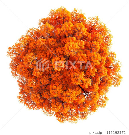 Top view of autumn trees isolated on a white or transparent background. Autumn tree crowns in yellow-red tones, bird's eye view. Graphic design element inspired by autumn nature. 113192372