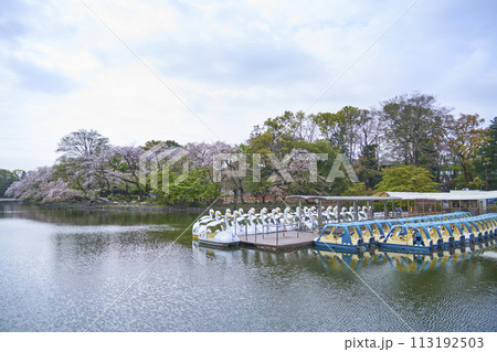 春の桜満開の井の頭公園の池とボート 春の桜満開の井の頭公園の池とボート 113192503