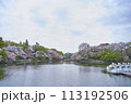春の桜満開の井の頭公園の池とボート 113192506